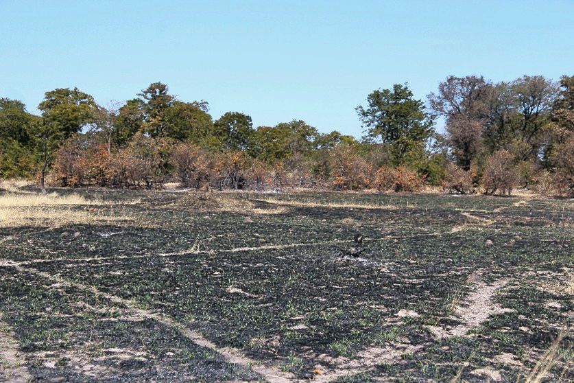 Coping measure, starting wildfire to try and deter elephants. Image_Sharon Tshipa