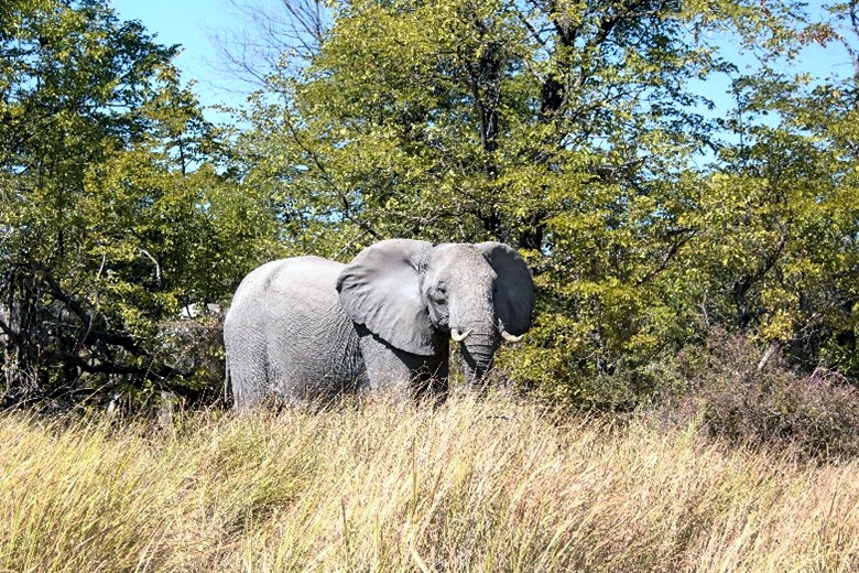 One of the many elephants from the heads that grazed a few minutes from the Daunara poling station. Image_Sharon Tshipa