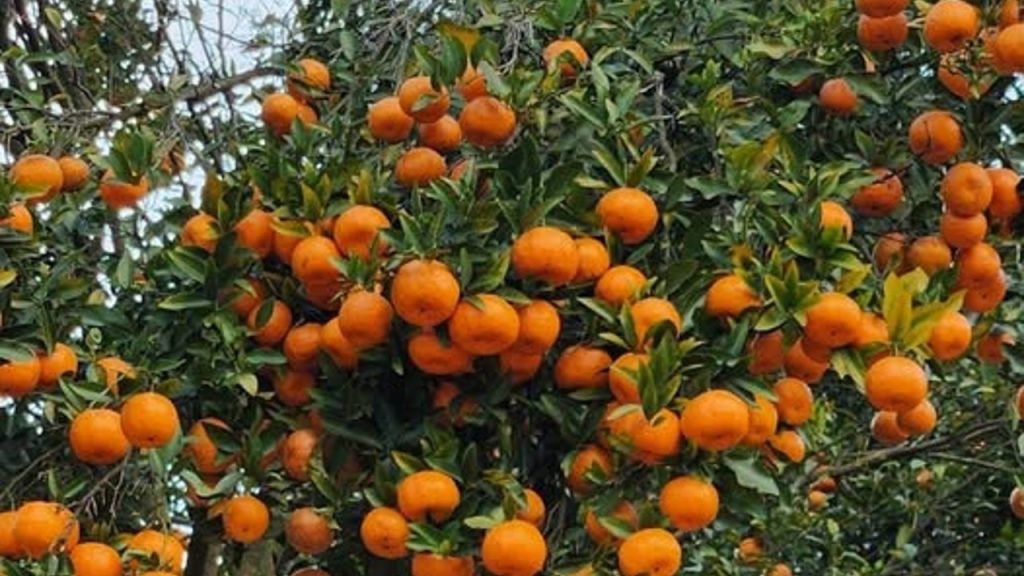 Where Oranges Once Blossomed: Cultural Loss and Climate Change in Dagana, Bhutan