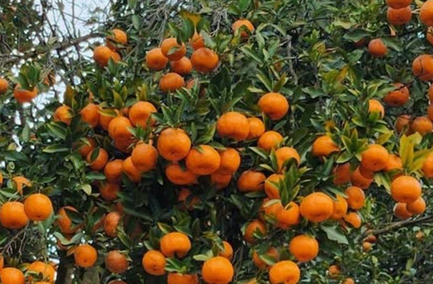 Where Oranges Once Blossomed: Cultural Loss and Climate Change in Dagana, Bhutan